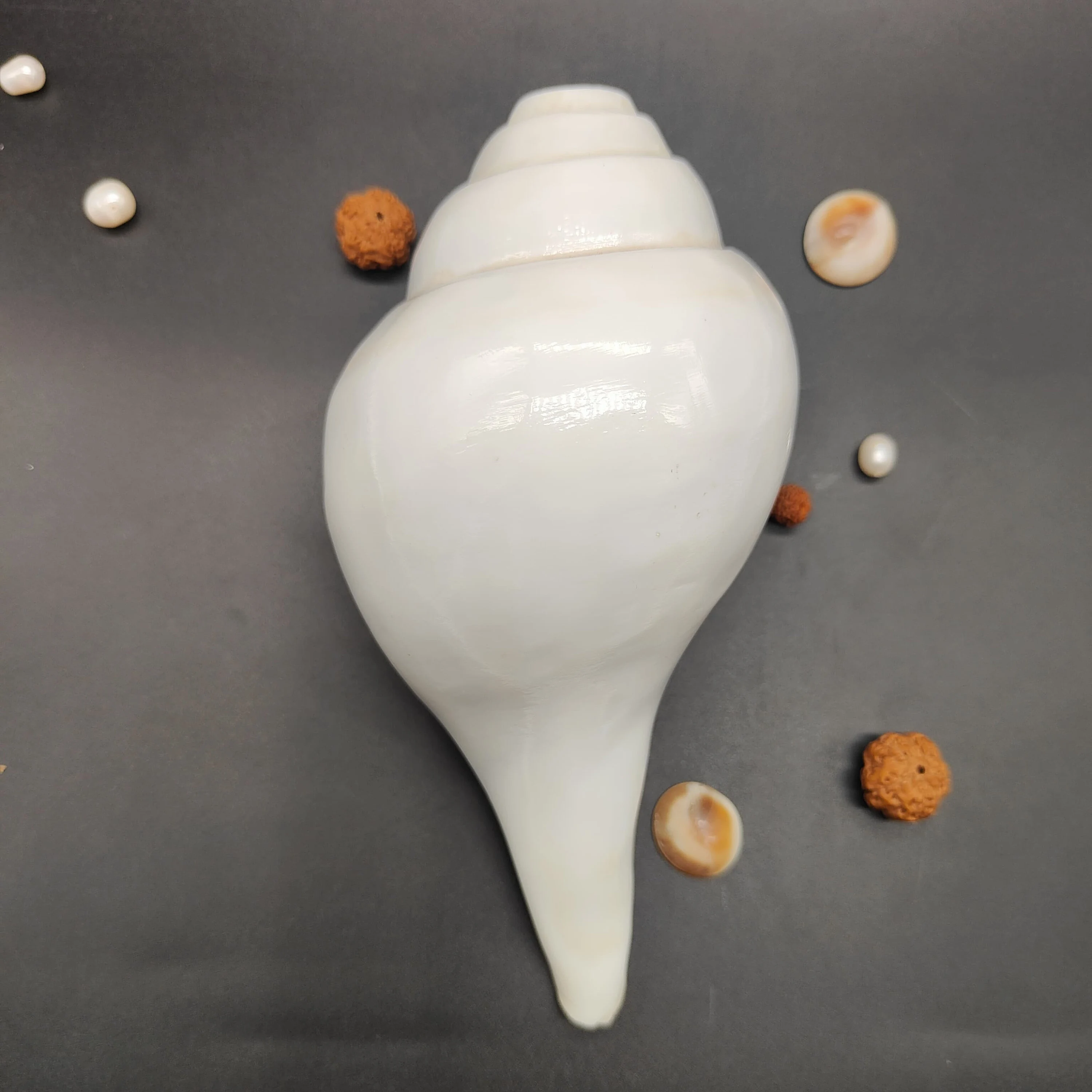Natural White Puja Blowing Shankh | Loud Sound Conch Shell (4–10 Inch)